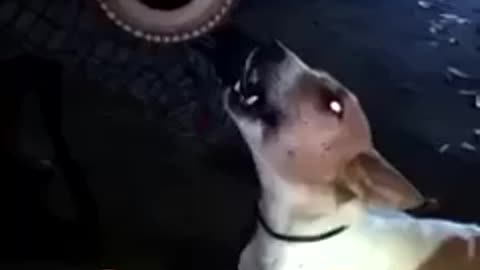 Dog singing