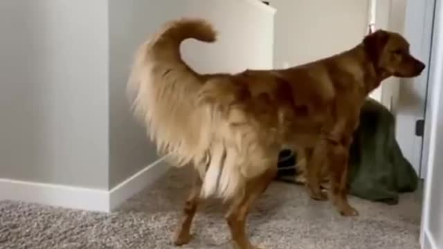 Amazing dogs | he did not know what just happened