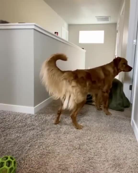 Amazing dogs | he did not know what just happened