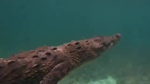 This is a beautiful and charming water-dwelling species