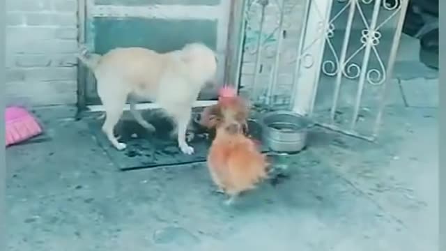 Chickens trying to fight with Dogs