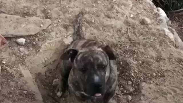 Black dog staring at camera in a hole while brown dog walks around and barks at it