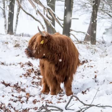 Yellowstone In Winter HD