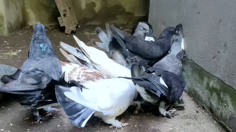 Feeding my pigeons cute moment of my life