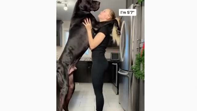 A dog trying to stand on its feet
