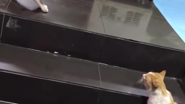 Golden Retriever Drags Cat Out Of A Fight