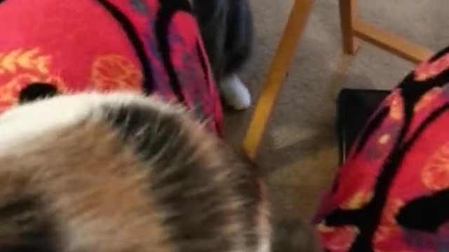 Cat jealous over the owner