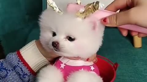 Cute dog