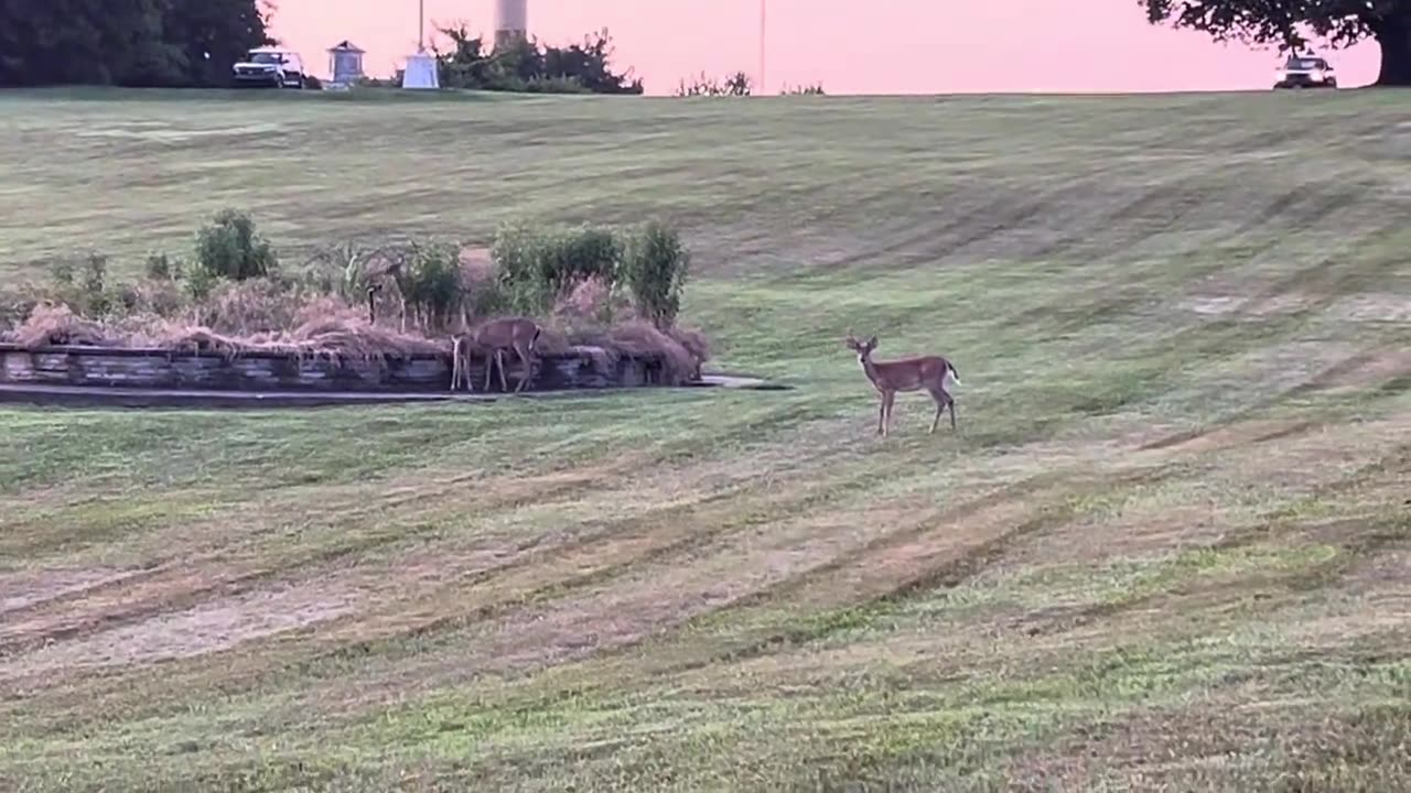 Herd of Deer