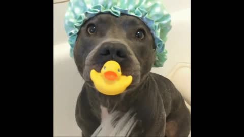 Dog gif video at bath time