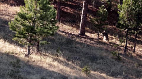Rifling a Ten Pointer in Wyoming