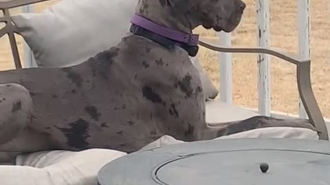 Great Dane Chooses Treats Over Cat Sitting