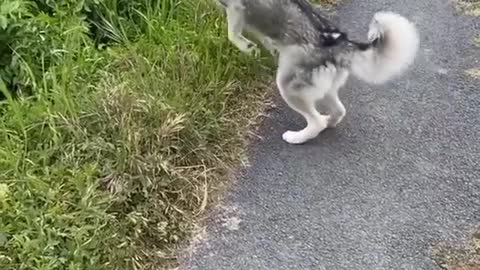 Silly husky in the hunt for shadows.