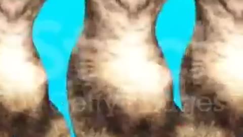 Super Cute Dog Dance 🐶🐕😍