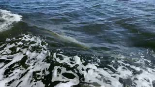 A Porpoise Driven Life