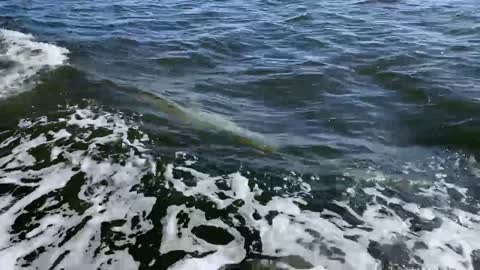 A Porpoise Driven Life