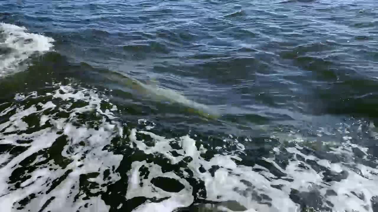 A Porpoise Driven Life