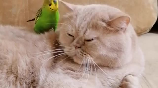 Parrot's best friend is a sweet cat