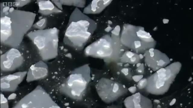 Swimming Great Male Polar Bear | Planet Earth | BBC Earth