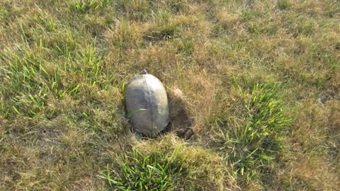 Tortoise laying eggs