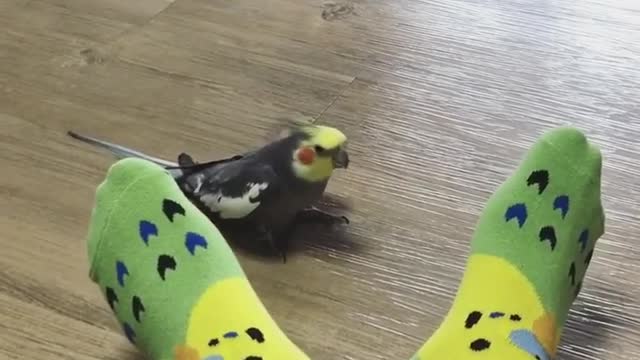 A cockatiel plays peek-a-boo with socks!