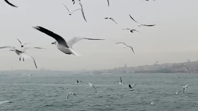 seagulls-flying-over-sea