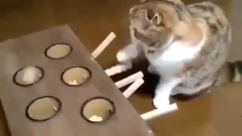 Smart Cat