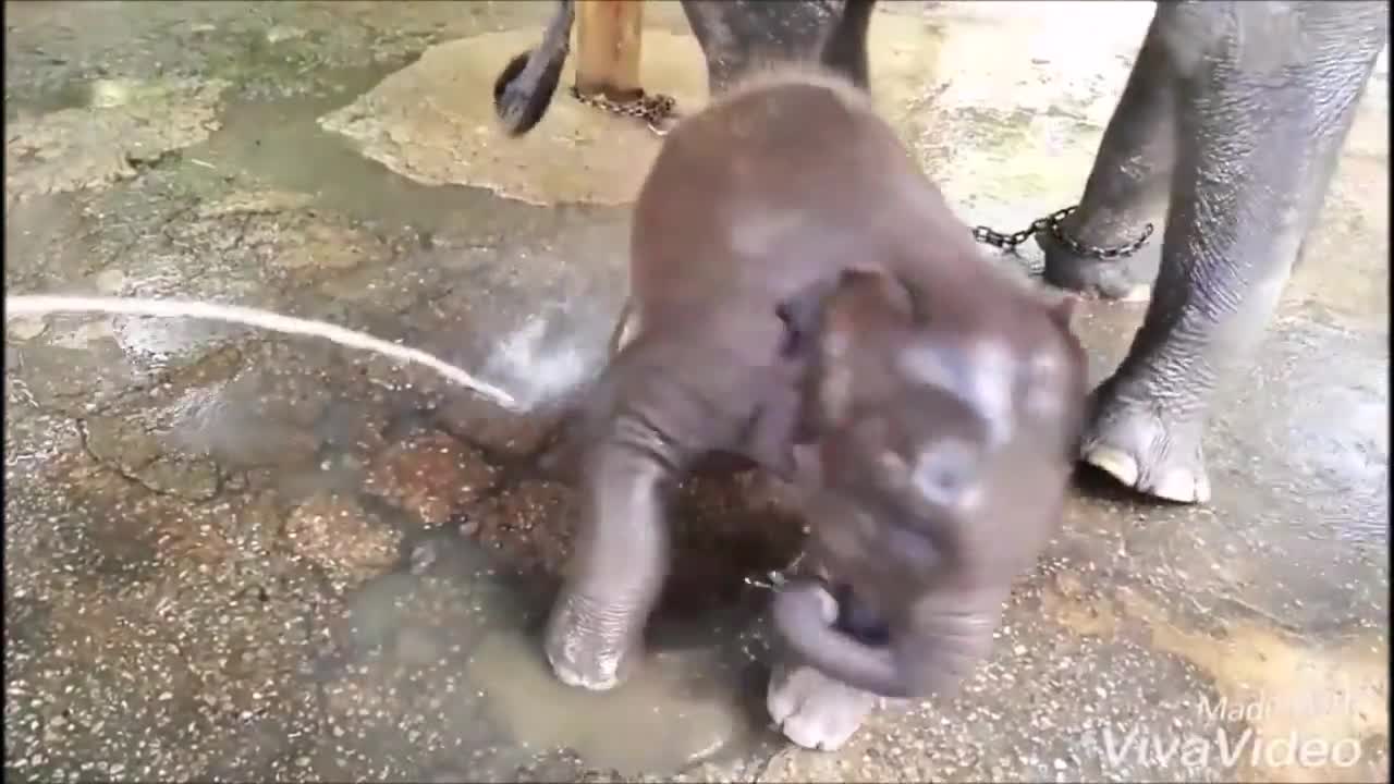 Cute Baby Elephant Have Fun And Enjoying Bath!!