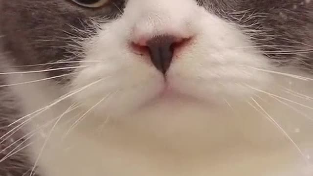 The cat is just full moon, really cute, do you like it