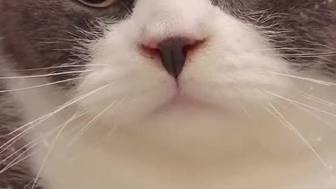 The cat is just full moon, really cute, do you like it