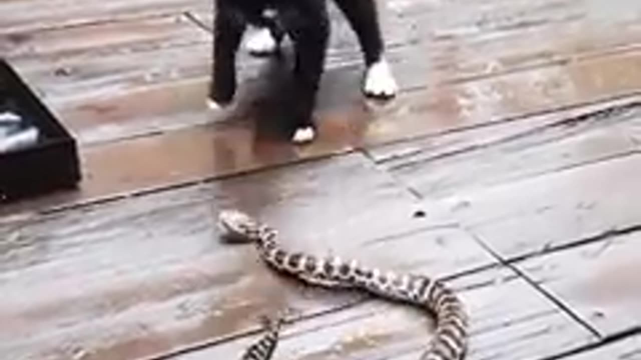 Cat vs Snake