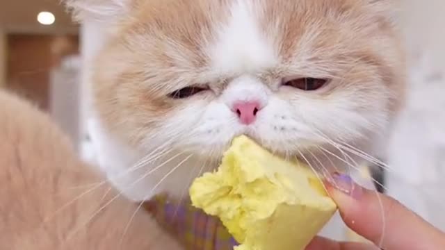 原来小猫之间也会护食It turns out that kittens will also protect food between them