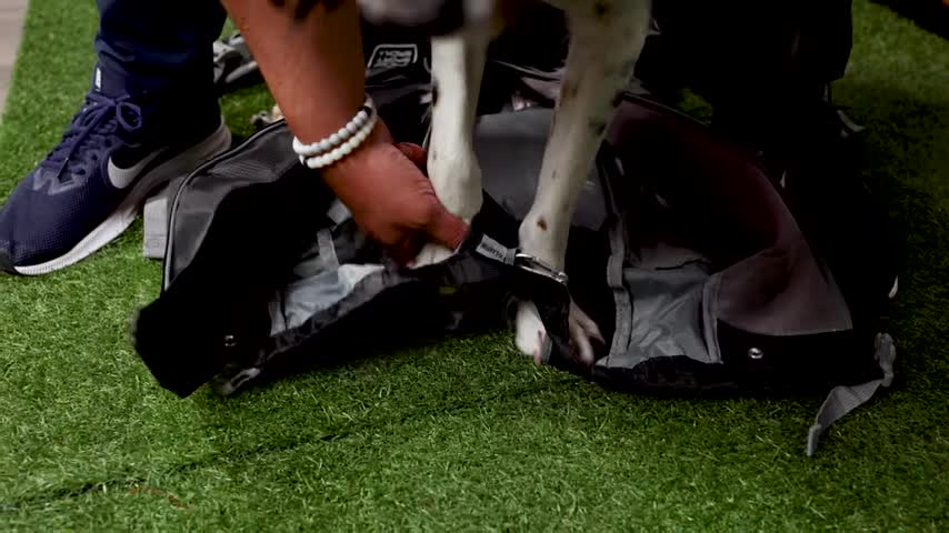 How To Get Your Dog In A Backpack Carrier