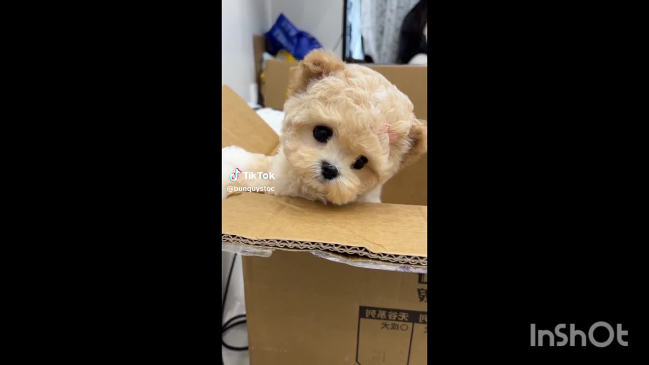 Cute Puppies