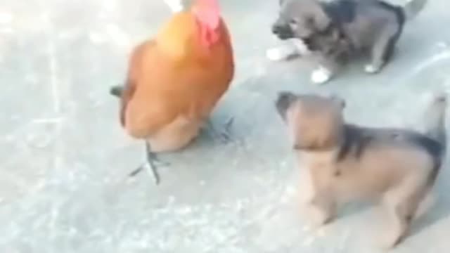 Dog vs chiken best fight. Video chiken vs dog