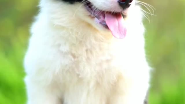 A dog is the only kind of love money can buy