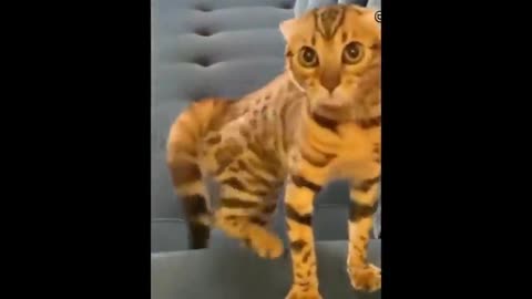 Funny cat video