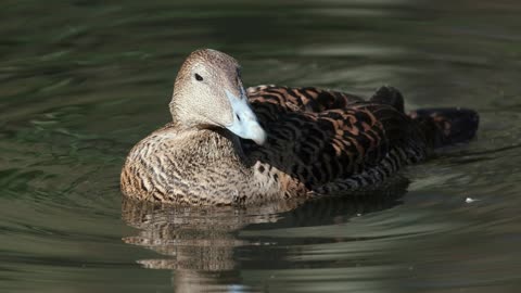 The Eider: Close Up HD Footage (Somateria mollissima)