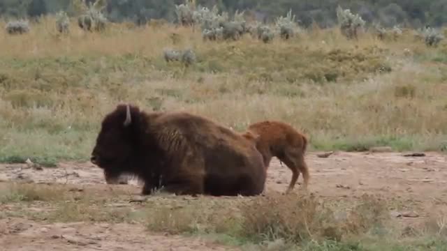 Bison Mother and Calf