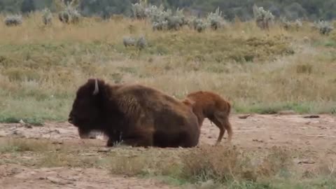 Bison Mother and Calf