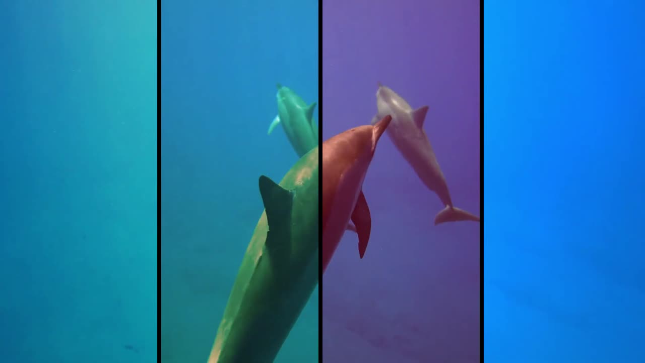 Funny Animals Video
