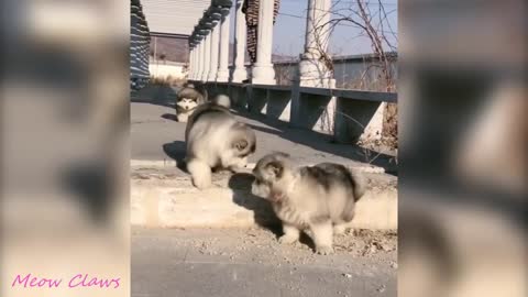 Alaskan malamute puppies