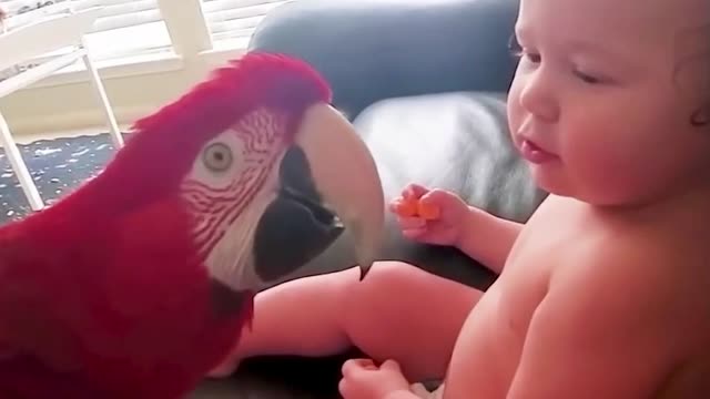 parrot