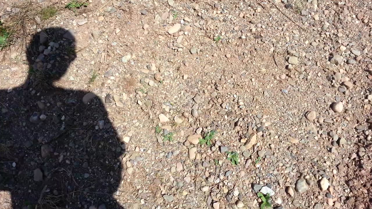 20160830_115703 through the woods