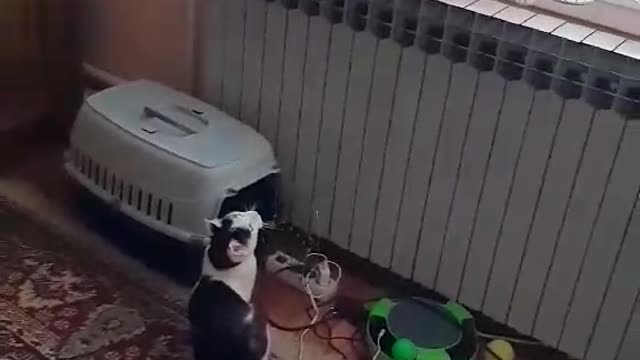 My cat Cheda chasing a fly on the window. Very funny, very cute :)