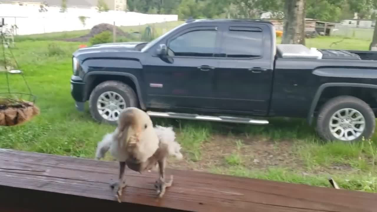 Neglected parrot baby is rocking after being rescued