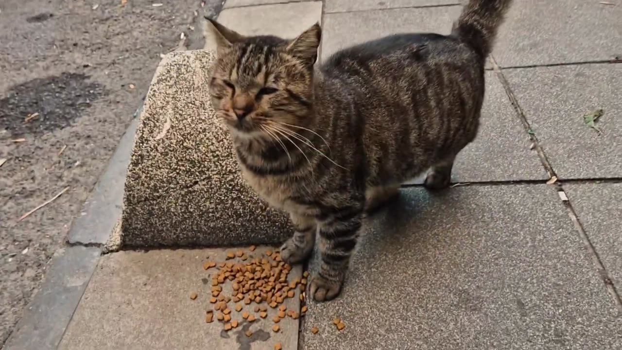 I_ve never seen a cat so jealous of other cats before