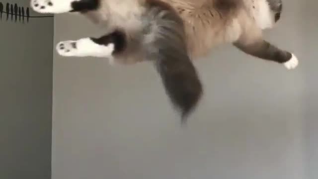 cat playing with his best skills: jumping and in slow motion