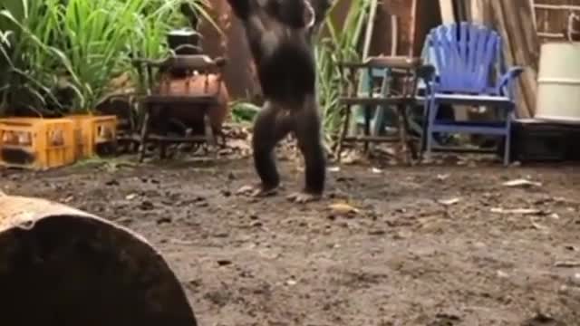 Real Version Dawn of the Planet of the Apes