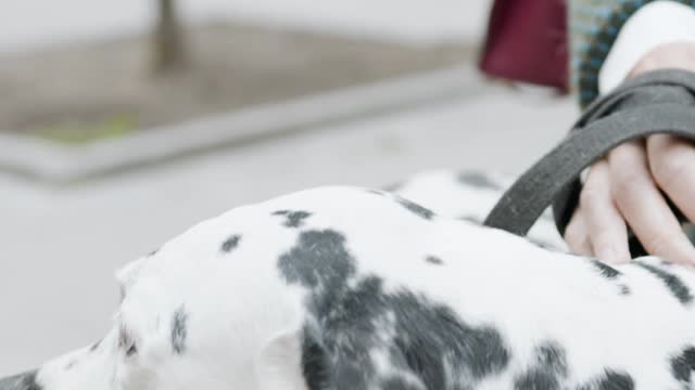 #dog